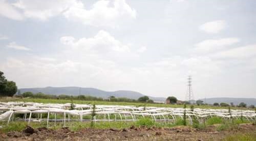 viñedo-tequisquiapan